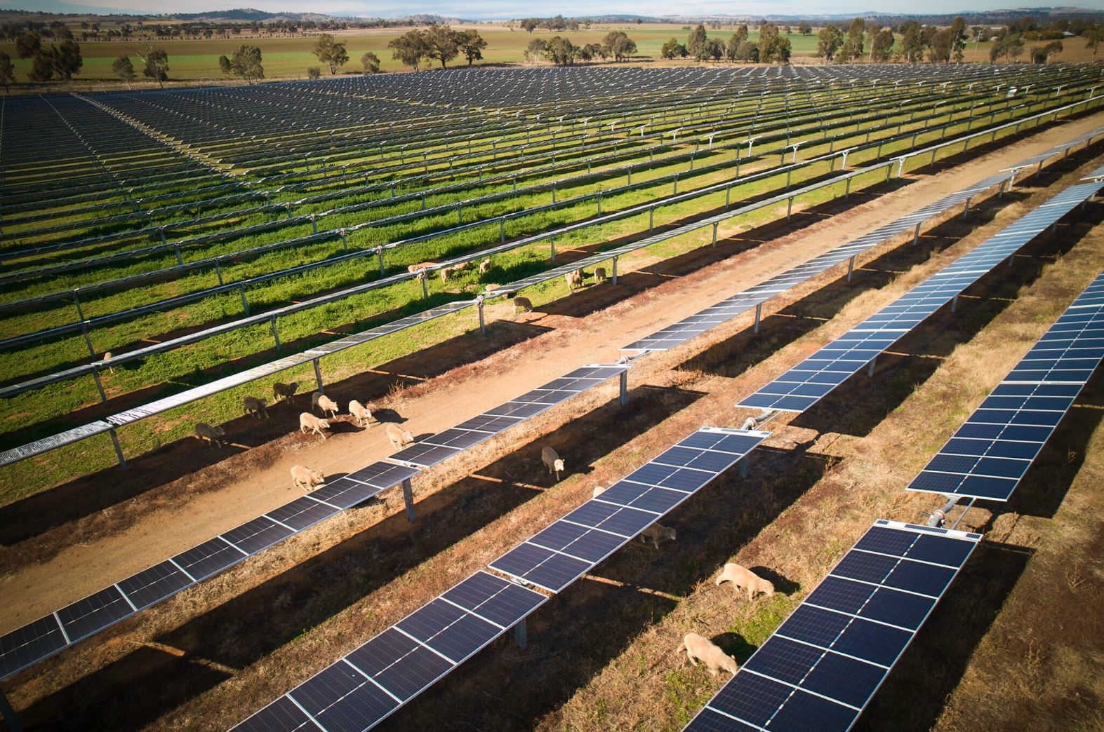 Bomen Solar Farm - agrisolar